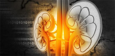 Prostate, Kidney, Urinary Tract and Bladder