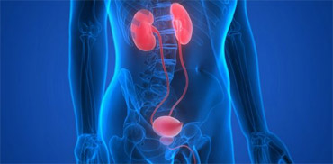 Kidney and Urinary Tract